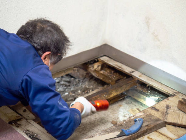 Best Professional Mold Removal  in Glenn Heights, TX