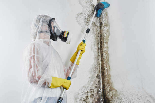 Best Residential Mold Removal  in Glenn Heights, TX