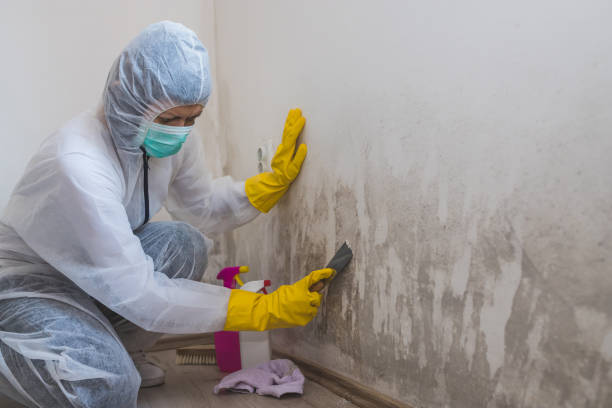 Best Attic Mold Removal  in Glenn Heights, TX