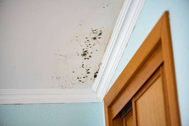 Best Local Mold Removal Service  in Glenn Heights, TX