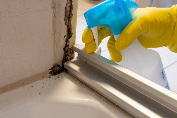 Best Toxic Mold Removal  in Glenn Heights, TX