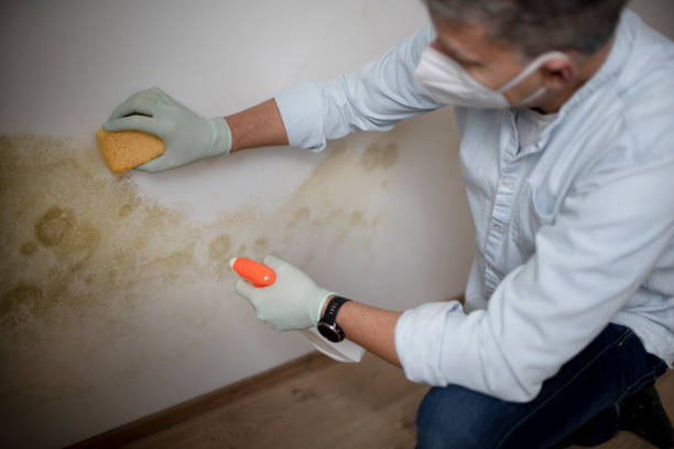 Professional Mold Removal in Glenn Heights, TX