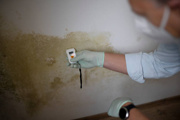 Best Certified Mold Removal  in Glenn Heights, TX