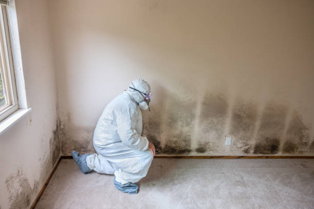 Best Mold Damage Repair  in Glenn Heights, TX
