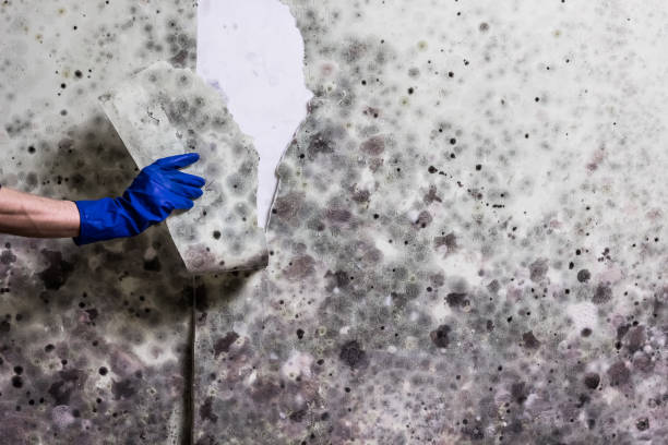 Best Mold Cleaning Services  in Glenn Heights, TX