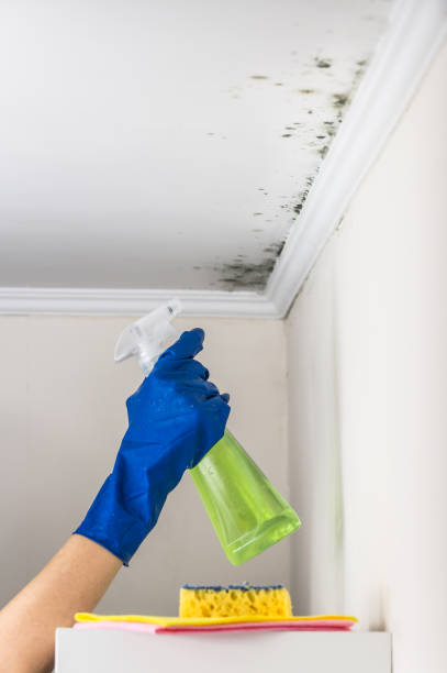 Best Certified Mold Removal  in Glenn Heights, TX